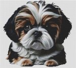 (image for) Black, Gold and White Shih Tzu